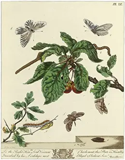 Aurelian: The Aurelian, plate 9