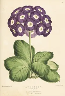 Charles Turner: Auricula Charles Perry hybrid