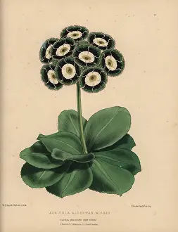Auricula: Auricula with green, black and white rosette