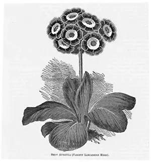 Auricula: AURICULA LANCASHIRE HERO