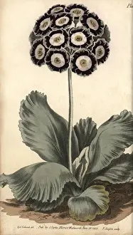 Auricula: Auricula, Primula auricula