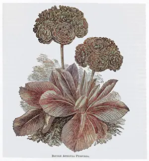 Auricula: AURICULA PURPUREA