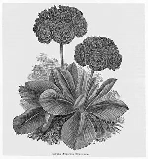 Purpurea: AURICULA PURPUREA