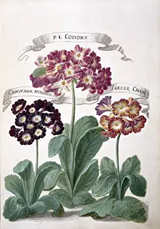 Primula: Auricula sp