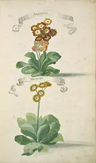 Primrose: Auricula sp. primrose