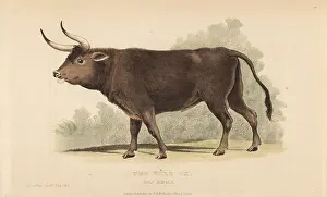 Landseer: Aurochs, Bos primigenius. Extinct