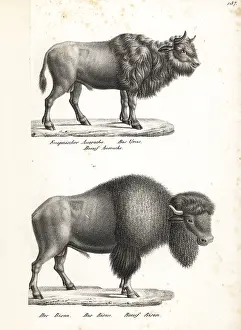 Primigenius: Aurochs (extinct) and American bison