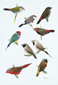 Forehead: Austalian estrildid finches