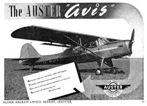 Avis: Auster Avis