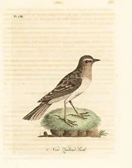 Alauda: Australasian pipit, Anthus novaeseelandiae