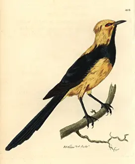 Australasian: Australasian thrush from Shaw and Nodder's