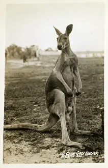 Macropodidae: Australia - Great Grey Kangaroo