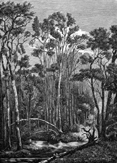 Eucalyptus: Australia, landscape, forest, eucalyptus forest