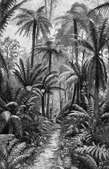 Thicket: Australia, landscape, forest, fern forest, illustration