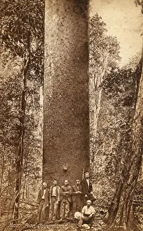 Mauri: Australia - Mauri Pine, Queensland