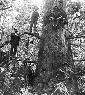 Felling: Australia Tree Felling Victorian period