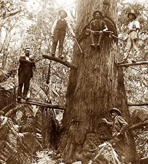 Felling: Australia Tree Felling Victorian period