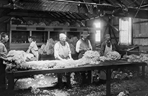 Grading: Australia Wool grading shed Victorian period