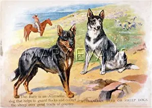 Varies: AUSTRALIAN BARB