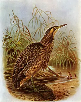 Storks: Australian Bittern, Botarus poeciloptilus