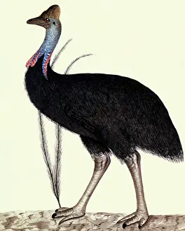 Hump: Australian Cassowary, Casuarius casuarius