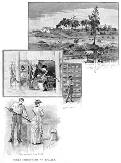 Curd: AUSTRALIAN CHEESE MAKING