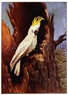 Cacatuidae: Australian cockatoo