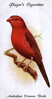 Crimson: Australian Crimson Finch
