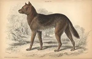 Lizars: Australian dingo, Canis lupus dingo