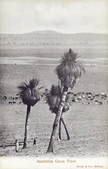 Glauca: Australian grass trees