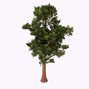 Shrub: Australian kahikatea tree illustration