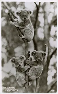 Koala: Three Australian Koalas