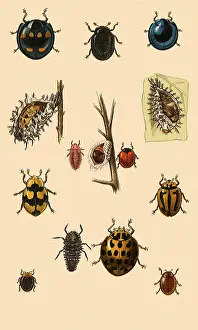 Anthropods: Australian Ladybugs