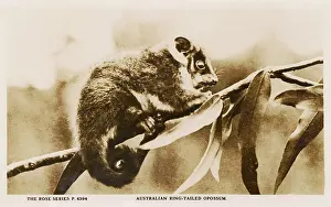 Sep16: Australian Ring-Tailed Opossum