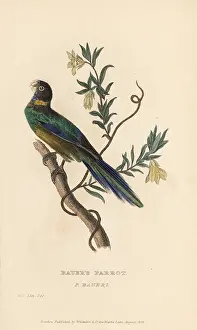 Psittacus: Australian ringneck, Barnardius zonarius