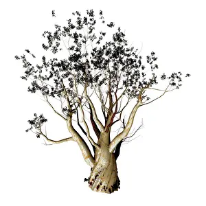 Shrub: Australian river red gum tree illustration