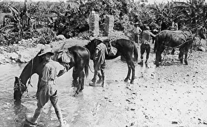Tommies: Australian troops watering their horses during WW1