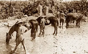 Tommies: Australian troops watering their horses during WW1