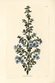Violacea: Australian violet lilac, Prostanthera violacea