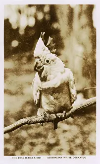 Cockatoo: Australian white cockatoo