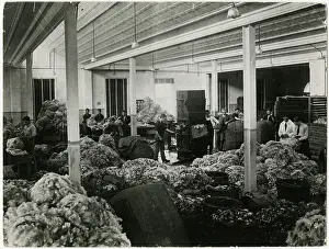 Shear: AUSTRALIAN WOOL SCHOOL