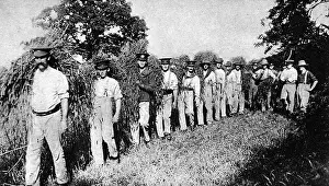 Convalescing: Australians getting in the harvest