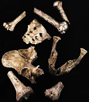 Relative: Australipithecus Afarensis