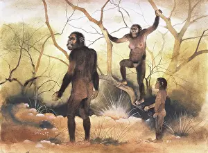 Australopithecus: Australopithecus afarensis