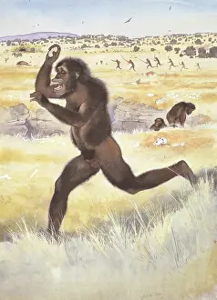 Australopithecus africanus