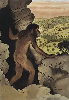 Australopithecus: Australopithecus africanus