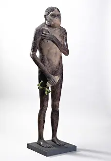 Australopithecus: Australopithecus africanus