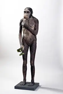 Australopithecus: Australopithecus africanus