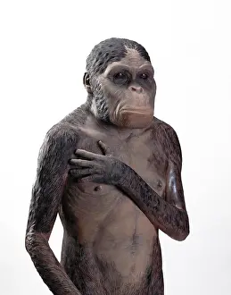 Australopithecus: Australopithecus africanus