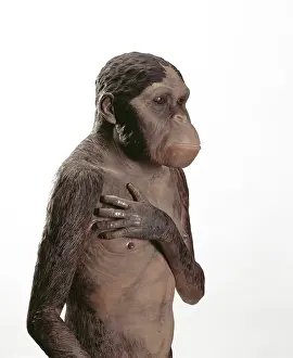 Australopithecus: Australopithecus africanus